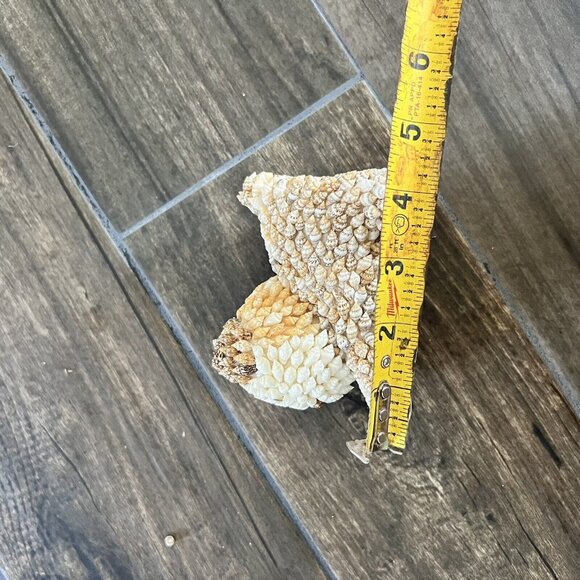 Seashell Vintage Art Cat Animal - Picture 7 of 9